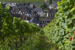 Weingut Selbach Oster: Zeltingen-Rachtig, Germania 2016