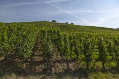 Weingut Selbach Oster: Zeltingen-Rachtig, Germania 2016