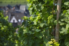 Weingut Selbach Oster: Zeltingen-Rachtig, Germania 2016