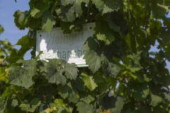 Weingut Selbach Oster: Zeltingen-Rachtig, Germania 2016