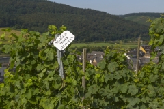Weingut Selbach Oster: Zeltingen-Rachtig, Germania 2016