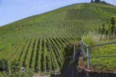 Weingut Selbach Oster: Zeltingen-Rachtig, Germania 2016