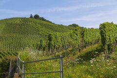 Weingut Selbach Oster: Zeltingen-Rachtig, Germania 2016