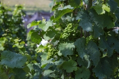 Weingut Selbach Oster: Zeltingen-Rachtig, Germania 2016
