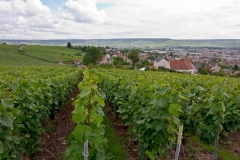 Vignoble - Épernay Champagne Francia 2013
