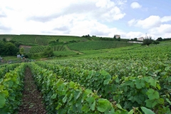 Vignoble - Épernay Champagne Francia 2013