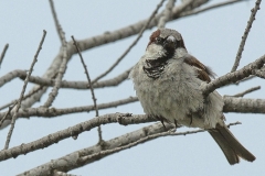 G_P7A0977_1_97_150