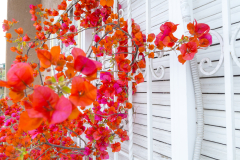 Bougainvillea_P7A4965