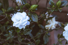 Gardenie_P7A4895