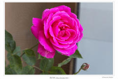 P7A4968_Rosa_chinensis