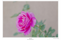 P7A5005_Rosa_chinensis