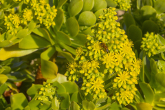 P7A5152_Aeonium arboreum