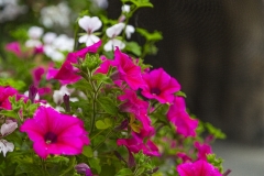 G_P7A0531_97_150