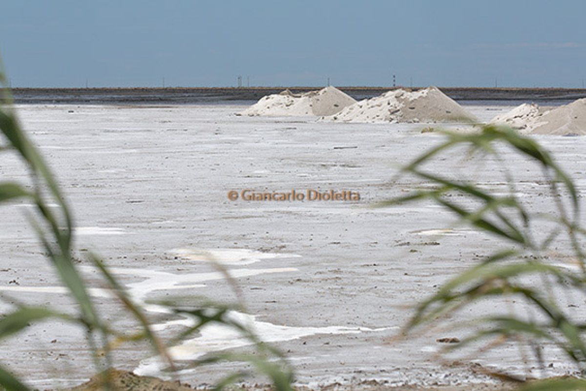 Tappa – Le Salin de Badon – Camargue 2014
