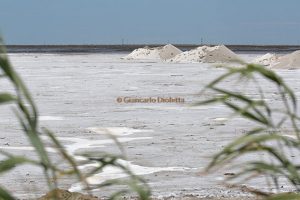 Tappa – Le Salin de Badon – Camargue 2014