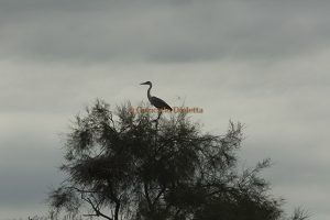 Tappa al Parc Ornithologique Pont de Gau – Le Saintes Maries de la Mer – Camargue