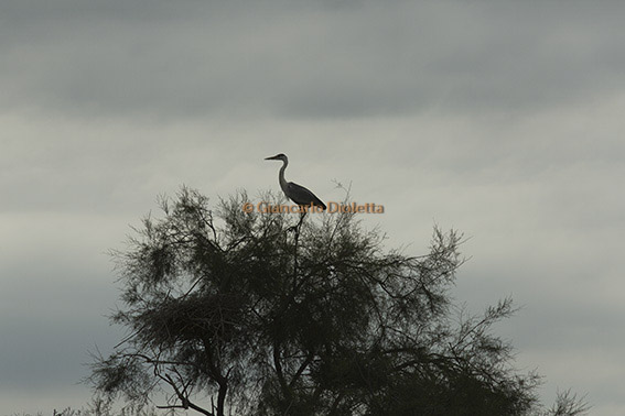 Tappa al Parc Ornithologique Pont de Gau – Le Saintes Maries de la Mer – Camargue
