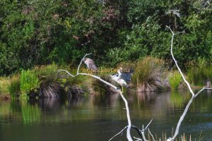 1° tappa a la Reserve Ornithologique du Teich – Bassin d’Arcachon 2015