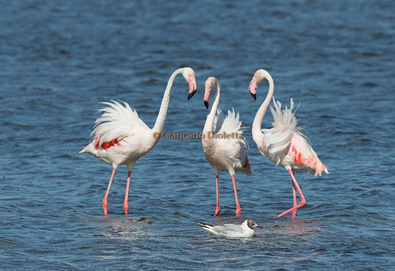 Tappa a l’Etang des Launes – Saint Maries de la Mer – Camargue 2014
